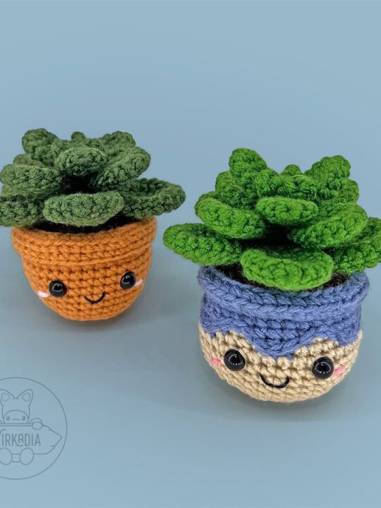 green bean plant succulent 3 pcs 7